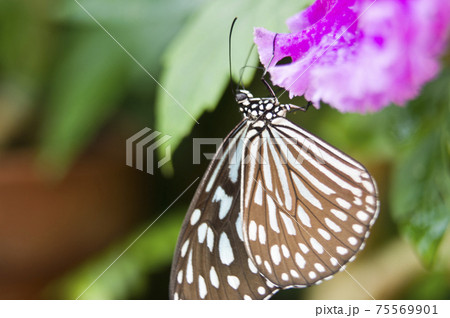 蝶が花の蜜を吸っています。蝶の名前はリュウキュウアサギマダラです。 75569901