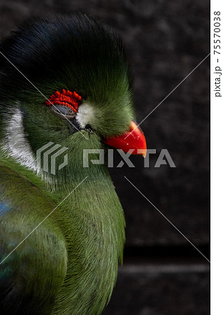 ホオジロエボシドリ 75570038