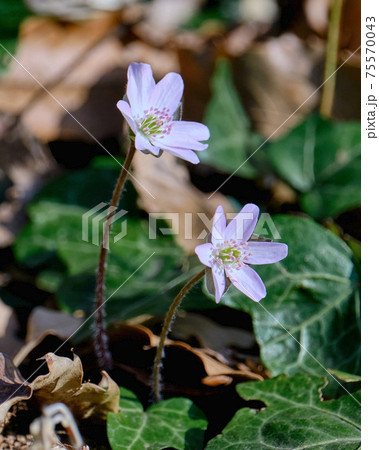 名前の通り可憐に二輪で咲いていた山野草 ニリンソウのクローズアップの写真素材