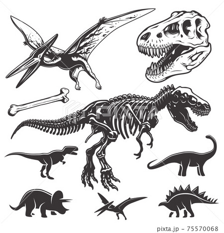 Set of dinosaurs elements Set of dinosaurs elements 75570068