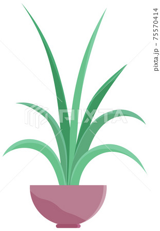 Decorative indoor evergreen plant in long narrow lilac pot for interior decoration isolated on white 75570414