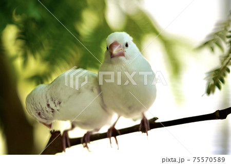 木につかまる白文鳥の雛2匹 75570589