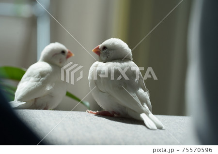室内のソファの上で遊ぶ白文鳥2匹の写真素材 [75570596] - PIXTA