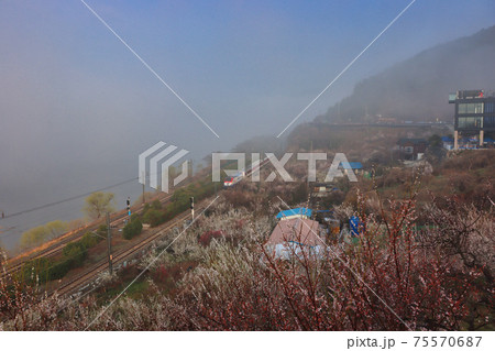 Maehwa blooming in wondong maehwa village at spring in Yangsan, South Korea 75570687