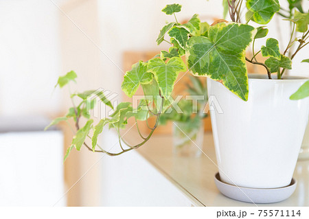 室内に置かれた観葉植物の鉢植えの写真素材