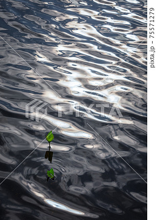水面に現れたミツガシワの新芽を漣が優しく揺らす 75571279