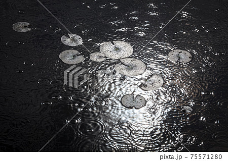 睡蓮の仲間ヒツジグサの周りに梅雨の雨垂れが波紋を作る 75571280