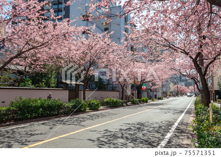 桜のトンネル、オオカンザクラの並木道〈愛知県名古屋市〉 75571351