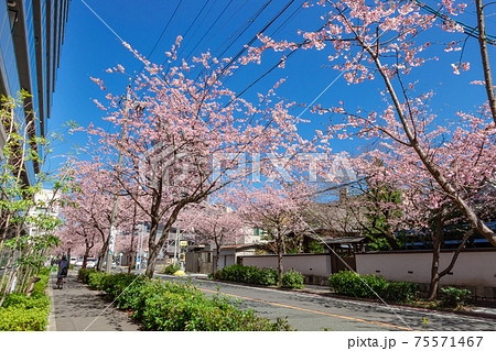 桜のトンネル、オオカンザクラの並木道〈愛知県名古屋市〉 桜のトンネル、オオカンザクラの並木道〈愛知県名古屋市〉 75571467
