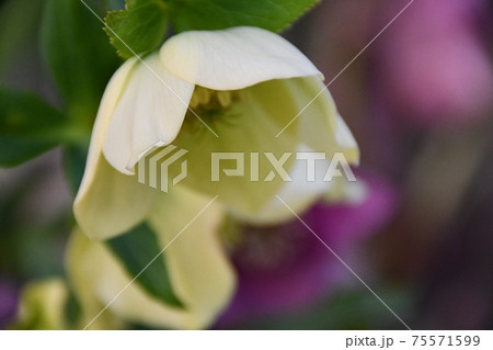 クリーム色のクリスマスローズの花の写真素材