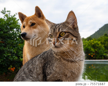 Shiba Inu puppy and his friend striped kitten 75571687
