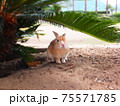 木漏れ日とうさぎ 75571785