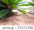木漏れ日とうさぎ 75571786