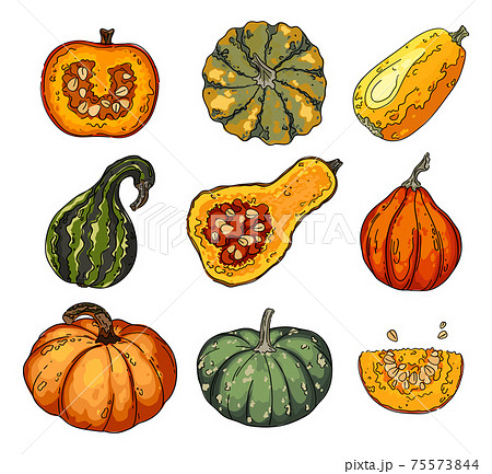 Squash vector set Squash vector set 75573844