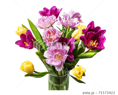 Bouquet of lilac tulips on a white background. Close-up. Bouquet of lilac tulips on a white background. Close-up. 75573922