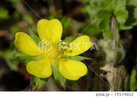 キツネノボタン 75574022