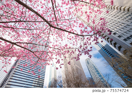 桜が咲く春の東京都市風景 桜が咲く春の東京都市風景 75574724