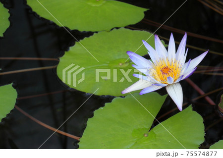 水面より顔を出すスイレンの花 水面より顔を出すスイレンの花 75574877
