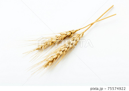小麦　麦穂 75574922