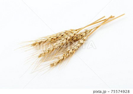 小麦 麦穂 小麦 麦穂 75574928