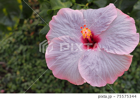 南国の花ハイビスカスの写真素材