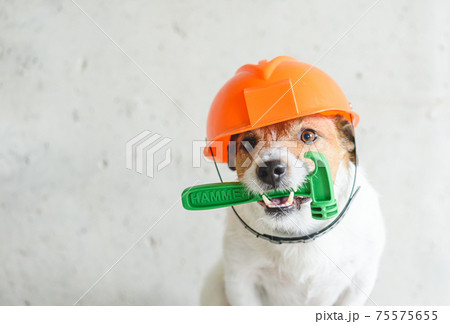 Do it yourself (DIY) home renovation  concept with dog in hardhat holding hummer in mouth against concrete wall 75575655