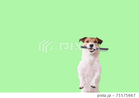 Dog needs grooming concept with funny shaggy dog holding grooming brush in mouth 75575667