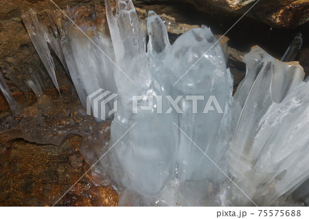 渋川の氷瀑 渋川の氷瀑 75575688