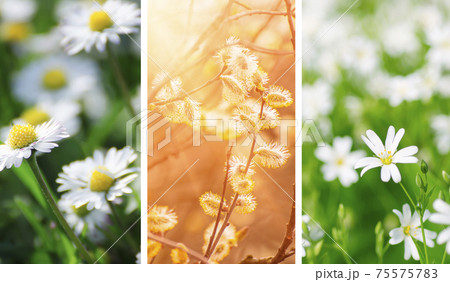 Set of spring wallpapers 75575783