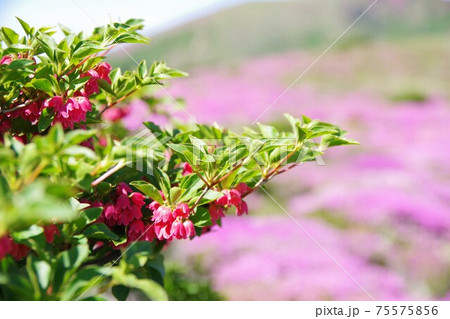 扇ヶ鼻に咲くドウダンツツジ 75575856