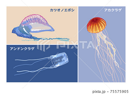 海の危険生物 クラゲ カツオノエボシ イラストのイラスト素材