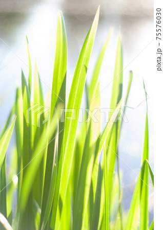 Blurred background, young long leaves of green reed, Blurred background, young long leaves of green reed, 75576030