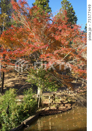 紅葉の霞丘陵自然園 75577449
