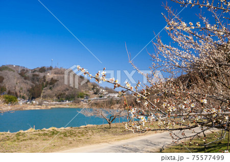 信州新町 梅の花が咲く春のろうかく梅園 信州新町 梅の花が咲く春のろうかく梅園 75577499