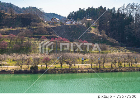信州新町　梅の花が咲く春のろうかく梅園 75577500