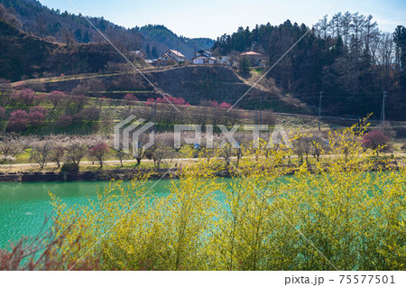 信州新町　梅の花が咲く春のろうかく梅園 75577501