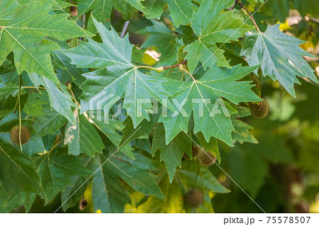 Green Leaves and young futis of Pltatanus oreintalis tree in sunset light Green Leaves and young futis of Pltatanus oreintalis tree in sunset light 75578507
