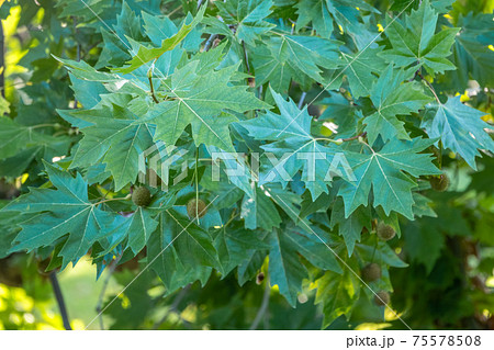 Green Leaves and young futis of Pltatanus oreintalis tree in sunset light Green Leaves and young futis of Pltatanus oreintalis tree in sunset light 75578508