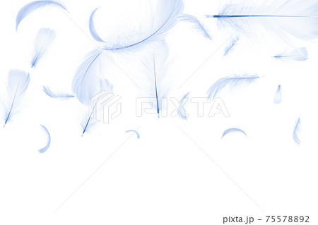 Feather texture. Nature abstract bird feather closeup isolated on white background in pattern photography. Glamorous sophisticated airy artistic image isolated on white. 75578892