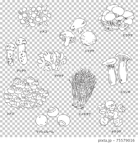 きのこのイラストセット-名称入り 75579016