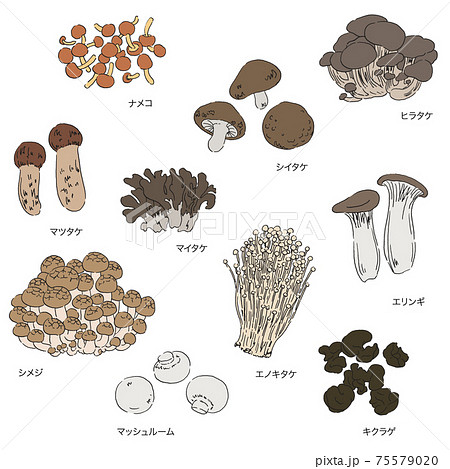 きのこのイラストセット 名称入りのイラスト素材