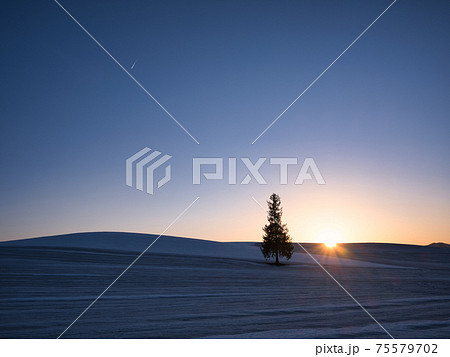 クリスマスツリーの木と夕日 75579702