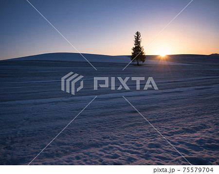 クリスマスツリーの木と夕日 75579704