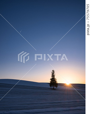 クリスマスツリーの木と夕日 クリスマスツリーの木と夕日 75579705