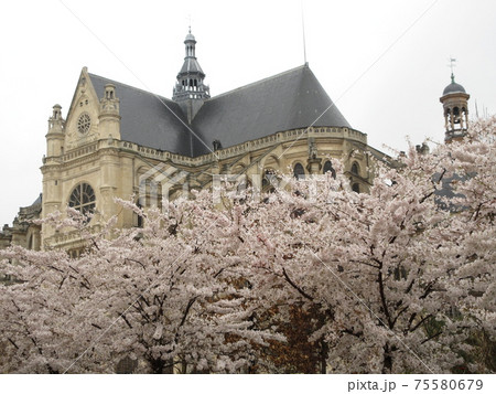 フランス・パリのサン・​トゥスタッシュ教会と満開の桜 75580679