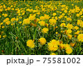 Lots of flowering dandelion in spring sunny day 75581002