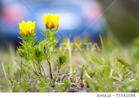 Close up of small yellow wild flower blooming in green spring field. Close up of small yellow wild flower blooming in green spring field. 75581086