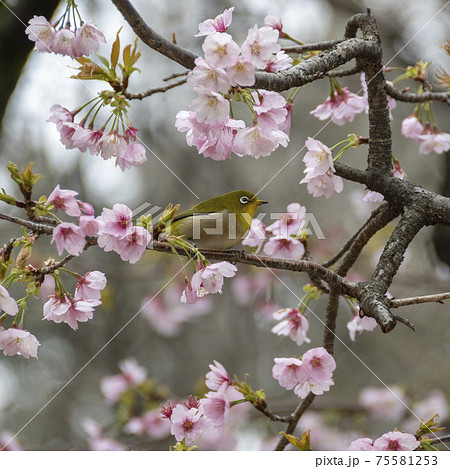 オオカンザクラ（大寒桜）の花とメジロ 75581253
