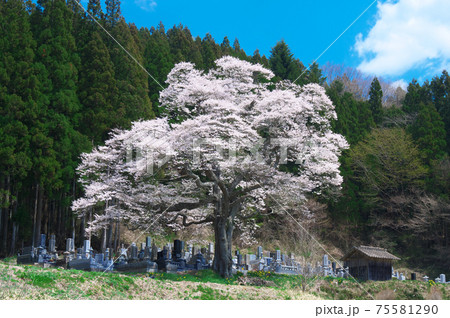 一本桜 - 二段田の彼岸桜 75581290