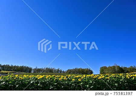 青空バックにヒマワリ咲く丘の情景@富良野、北海道 青空バックにヒマワリ咲く丘の情景@富良野、北海道 75581397